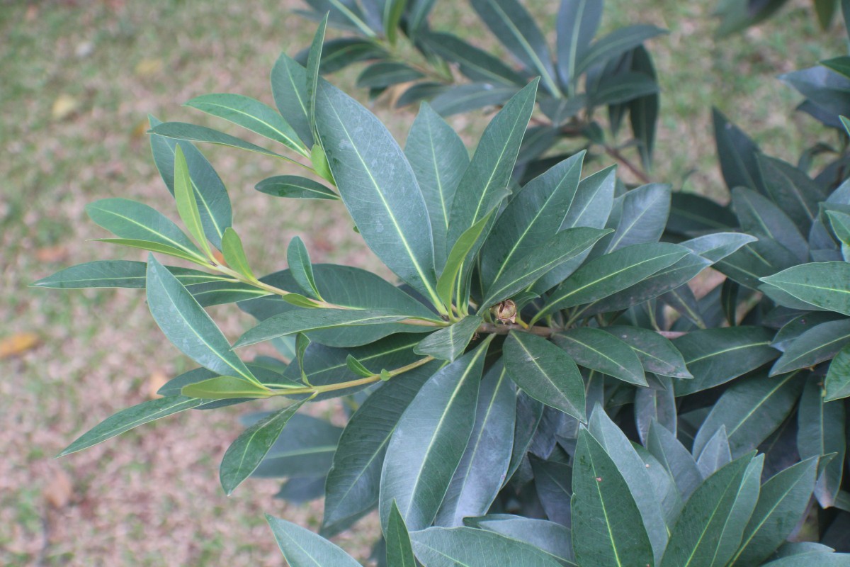 Xanthostemon verticillatus (C.T.White & W.D.Francis) L.S.Sm.